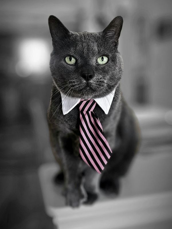 I am ready for my meeting..