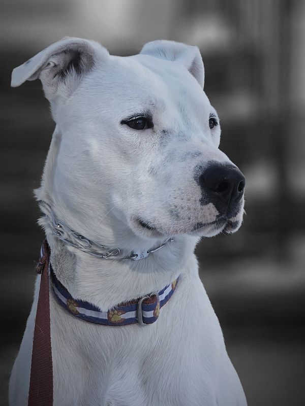 I think I just saw a squirrel