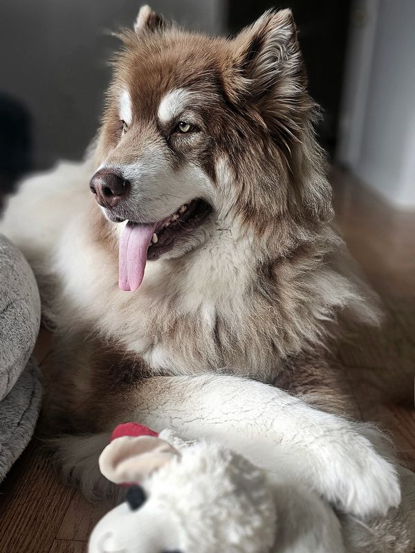 They say I am a big monster but I am so cute