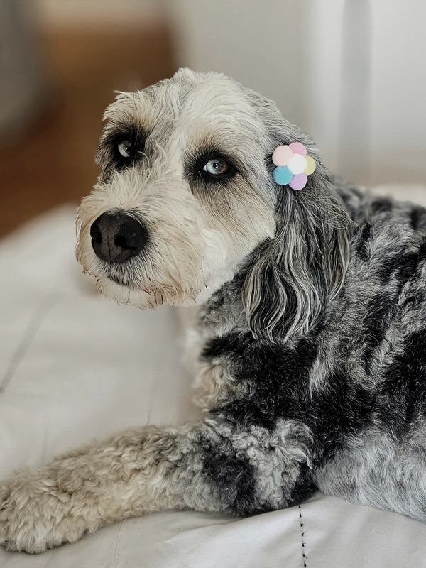 My name is Phoebe and I am a princess..