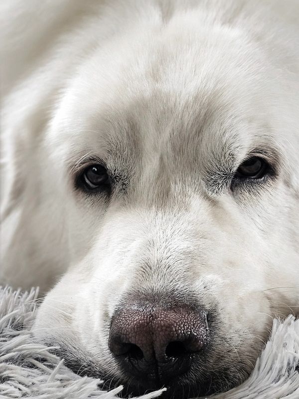 Are you taking me for a walk or what?