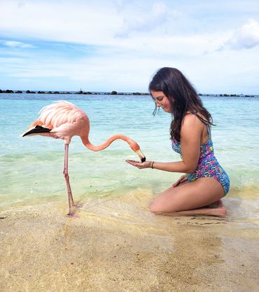 Aruba Flamingos