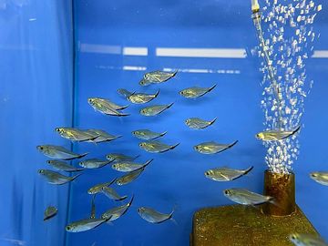 A school of small fish swimming in a blue aquarium with bubbles rising.