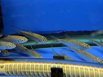 A group of small fish swimming in a blue aquarium.