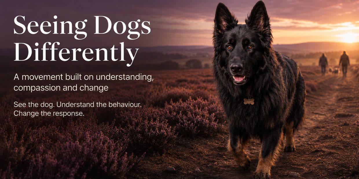 Zeus-inspired black German Shepherd walking towards a woodland horizon, representing the growing See