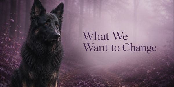 Zeus-inspired black German Shepherd sat in a woodland horizon, representing what we want to change