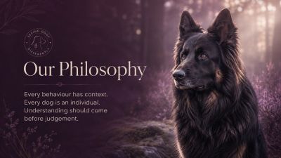 Black German Shepherd being calmly observed in a natural environment, representing thoughtful unders