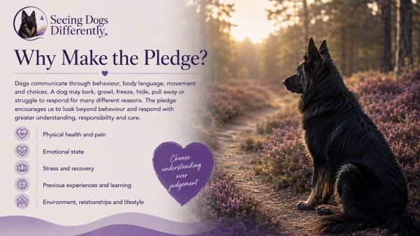 Dog pledge for understanding canine behavior and wellbeing.