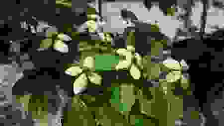 image428