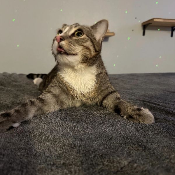A playful tabby cat stretching on a gray blanket with mouth slightly open.