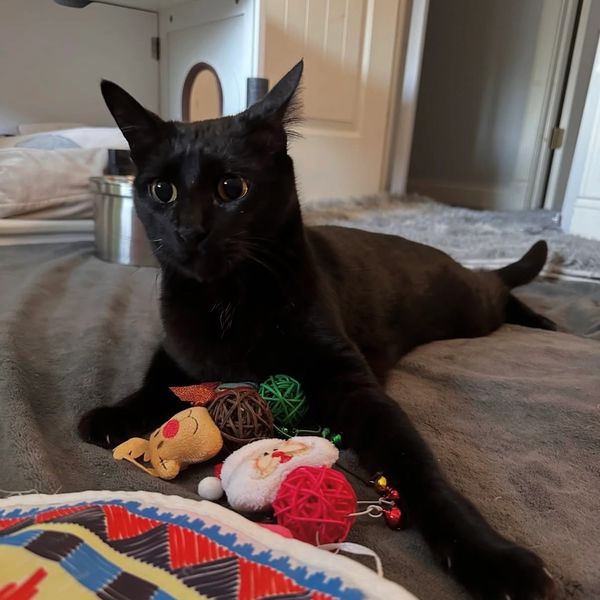 Black cat lying on a bed with colorful Christmas toys.