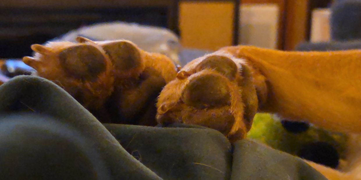 Close-up of a dog's paws resting on fabric.