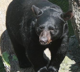 Smoky Mountain Black Bear