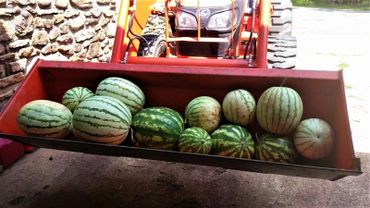 Daily pesticide free produce.