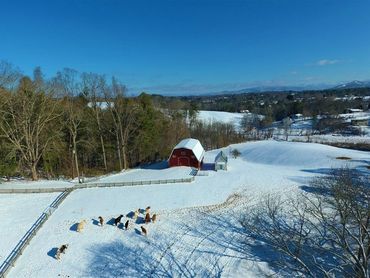 Crowley Farms cattle winter