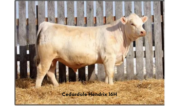 CEDARDALE HENDRIX 16H