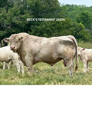 BECK'S TESTAMENT 2027H