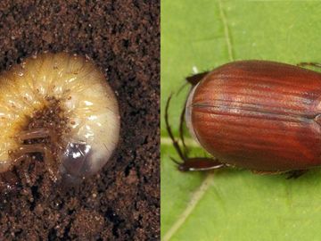 Rhode Island Asiatic Garden Beetle (Maladera castanea) Control