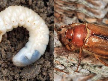 Rhode Island European Chafer (Rhizotrogus majalis) Control