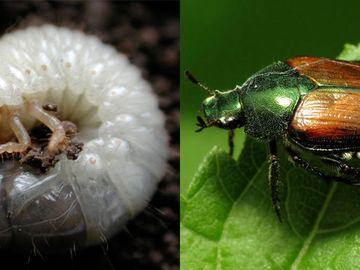 Rhode Island Japanese Beetle (Popillia japonica) Control