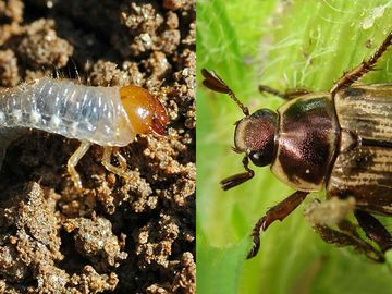 Rhode Island Oriental Beetle (Anomola orientalis) Control