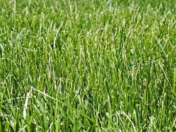 Rhode Island Fescue Grass Seed