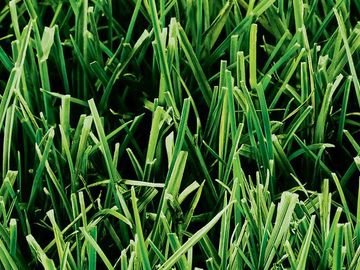 Rhode Island Kentucky Bluegrass Grass Seed