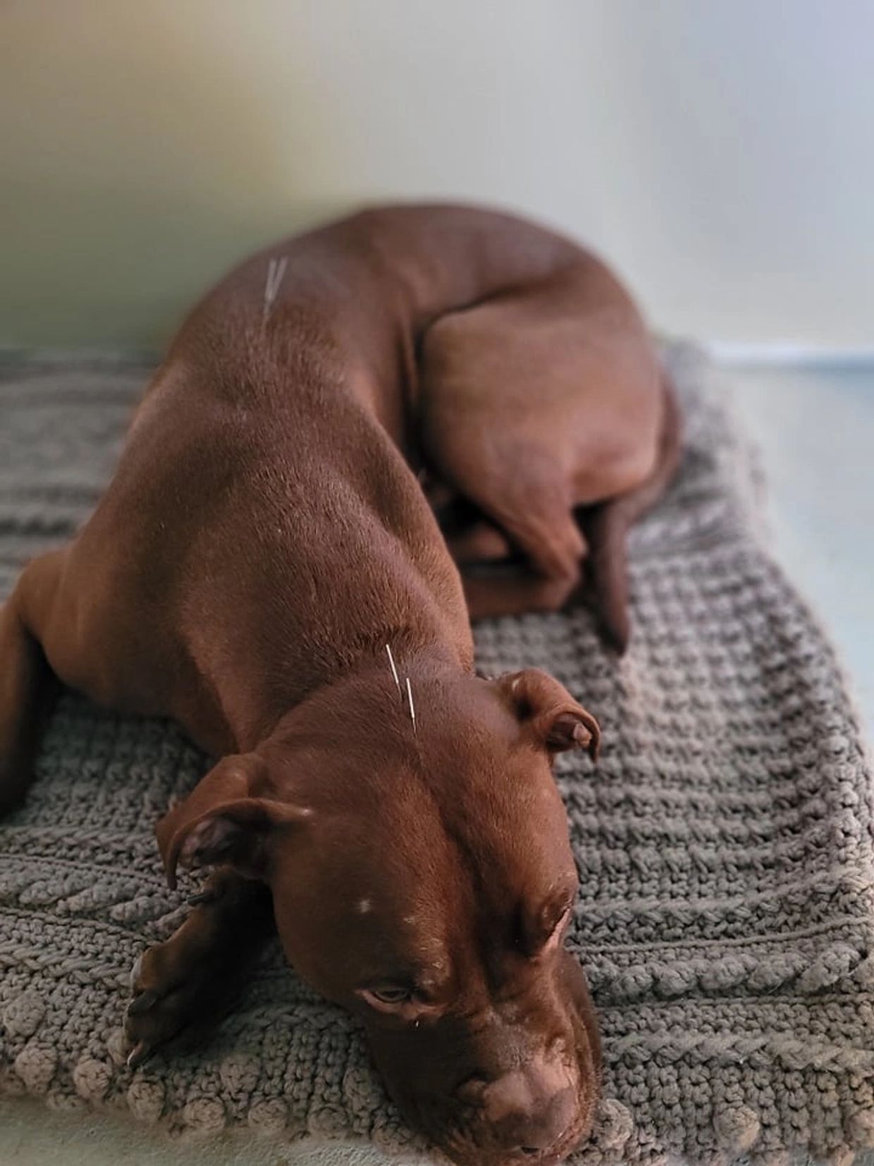 Rusty, chien de 7 ans, qui s'endort pendant son traitement d'acupuncture pour l'anxiété.