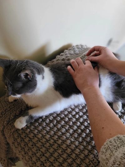 Kira, chat de 16 ans, recevant un traitement d'acupuncture pour ses problèmes cardiaques et rénaux.