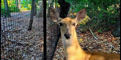 Deer looking dumbfounded and frustrated.