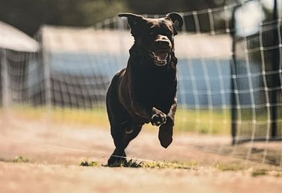 Fleetwood, chocolate Labrador Retriever running FAST CAT course