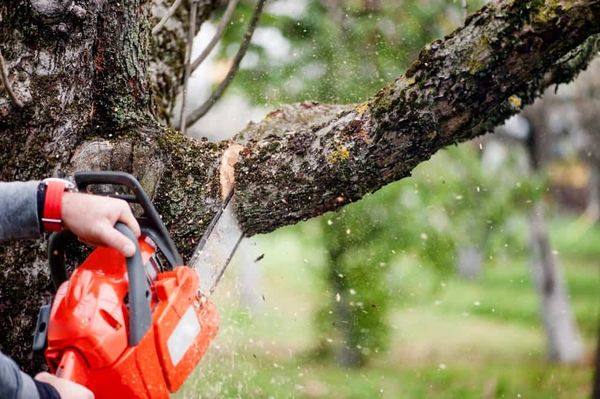 Chainsaw Services