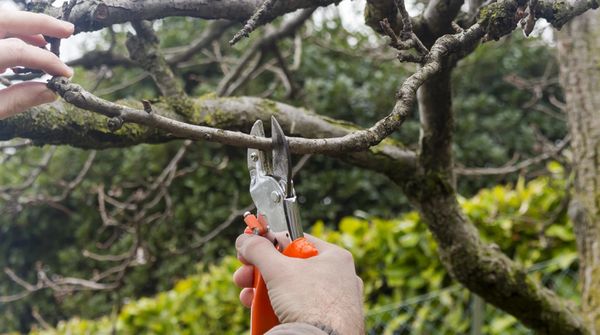 Pruning and Trimming