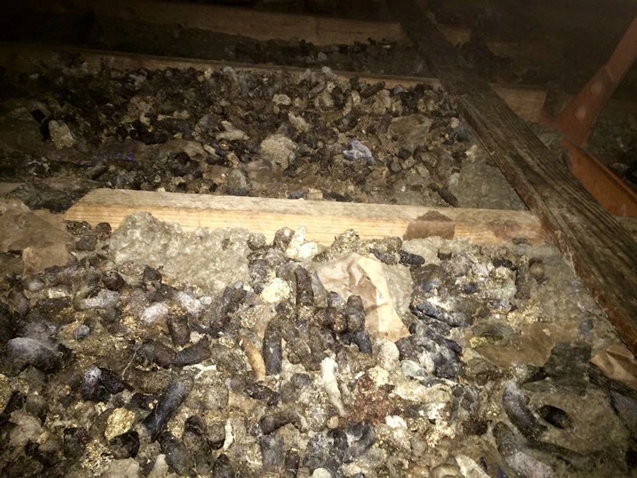 Raccoon Dropping Removal Service in Louisville