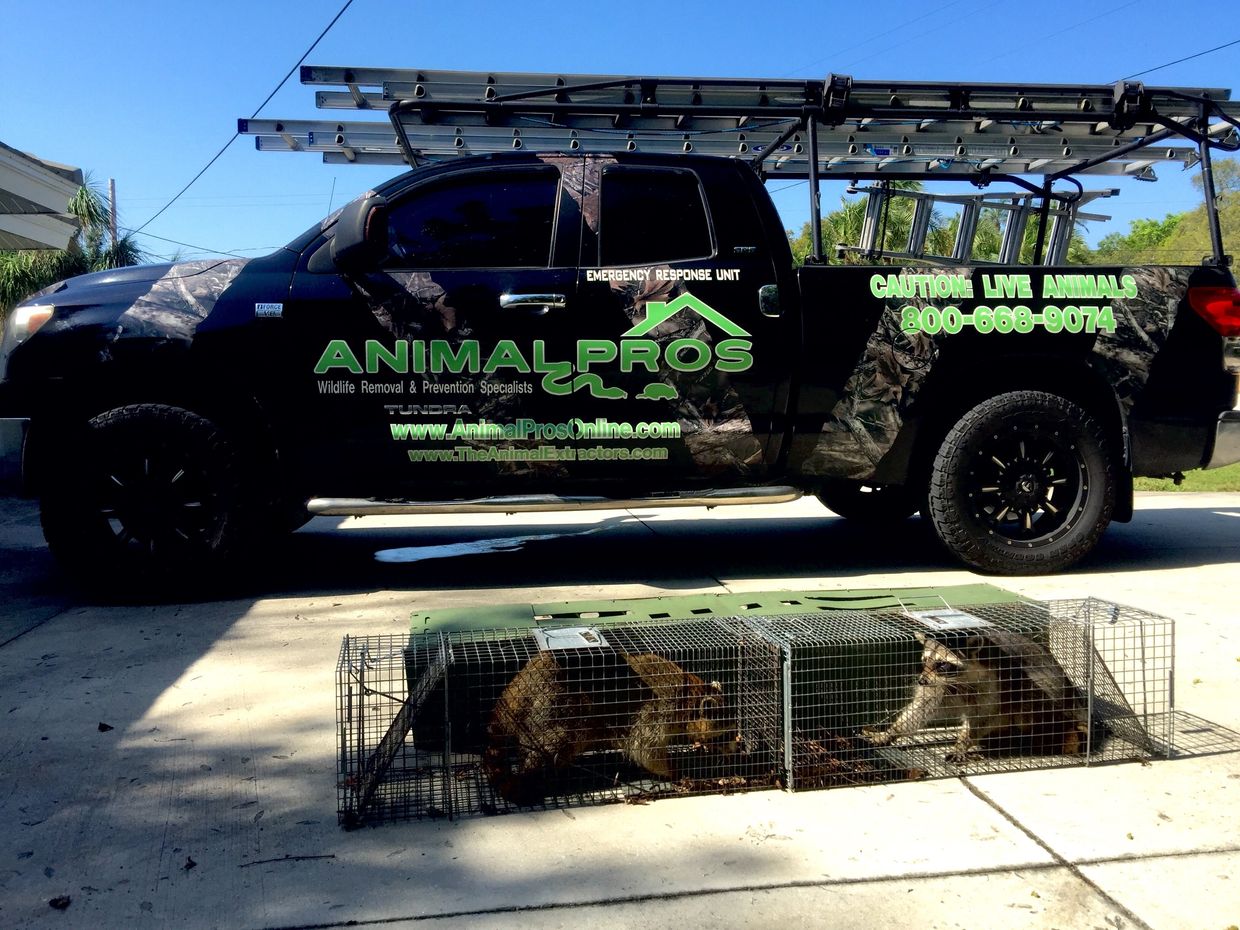 Raccoon Removal Prices