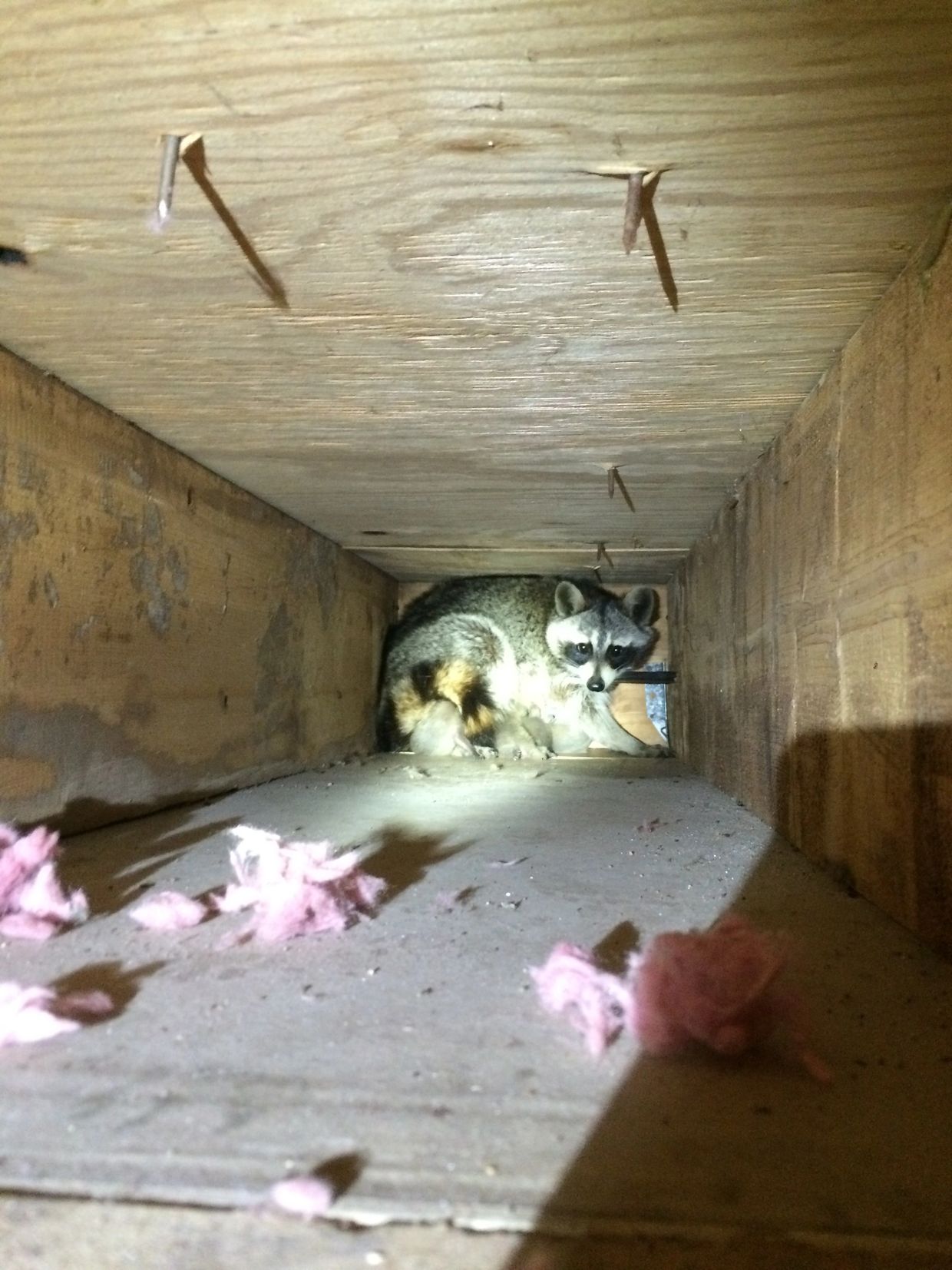 Louisville Raccoon Removal in Attic