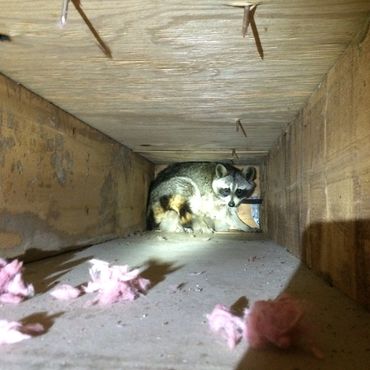 Raccoon in attic in Louisville, Kentucky