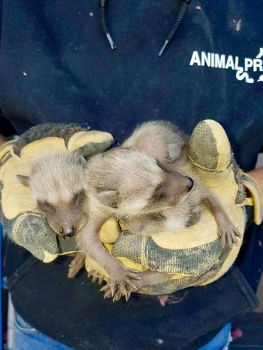 Louisville Raccoon Removal