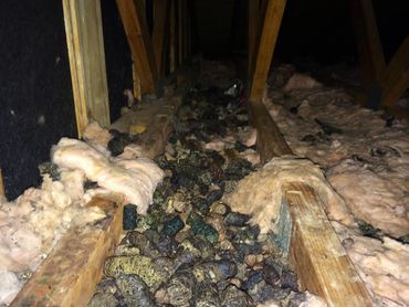 Raccoon Droppings in Attic in Louisville