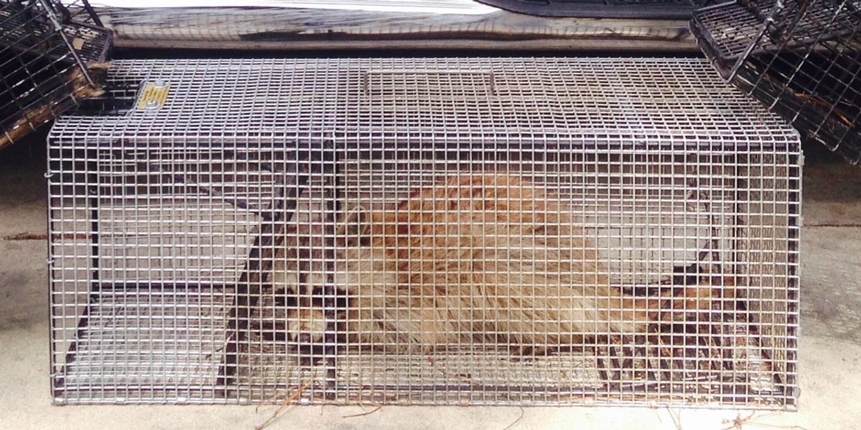 Raccoon Trapping in Louisville