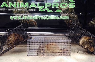 Louisville Raccoon Removal