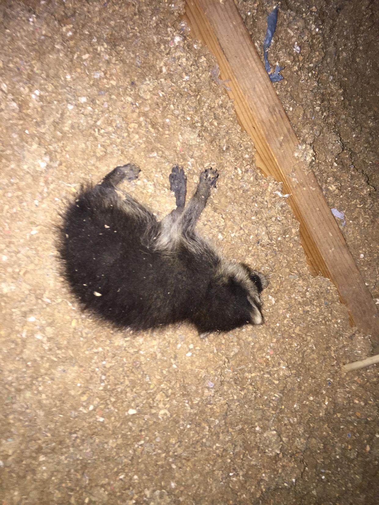 Raccoon Damage Repair