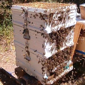 Honeybee nucs and queens for sale