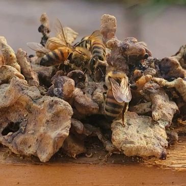 Honeybee nucs and queens for sale