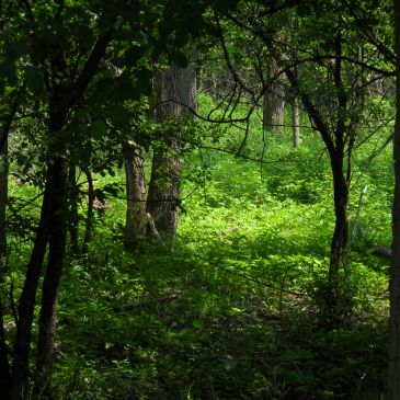 Sunlit green forest scene with trees and dense undergrowth.