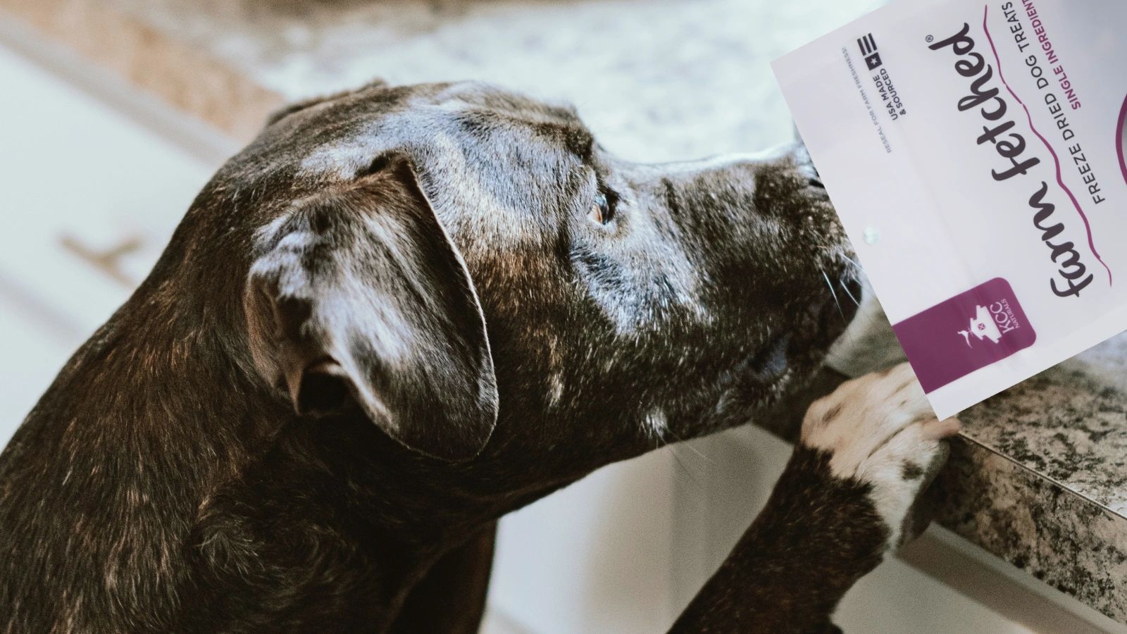 short hair dog sniffing bison kidney treats from bag on kitchen counter