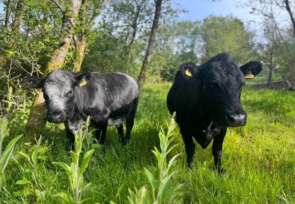 Dexter meat is known for its quality & taste! Order some today to taste the difference!