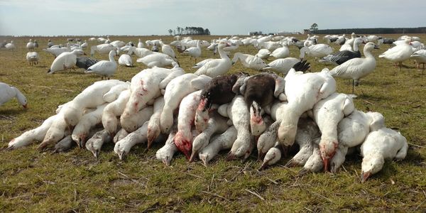Snow Goose hunting, Currituck County, North Carolina, Fourth Generation Outfitters
