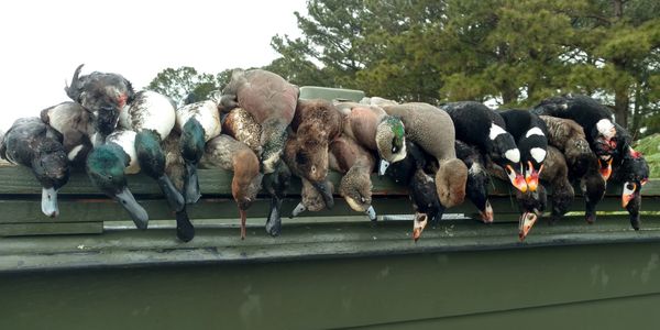 Duck Hunting, Currituck County, North Carolina, Fourth Generation Outfitters