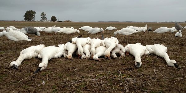Snow Goose hunting, Swan hunting, Currituck County, North Carolina, Fourth Generation Outfitters